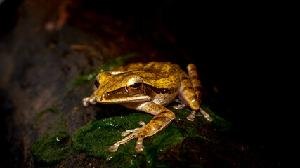 Closeup of Polioedates leicomystax with dark background