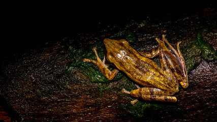 Closeup of Polioedates leicomystax with dark background