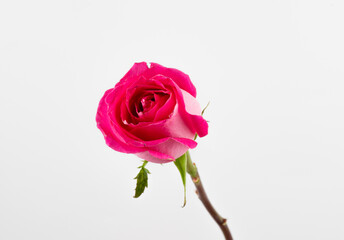 Beautiful pink rose on a white background