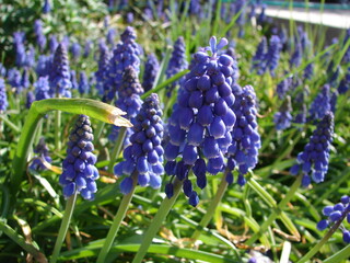 grape hyacinth, blue flowers, flowering in a spring garden