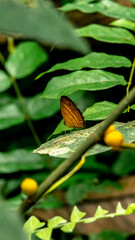Beautiful butterfly resting on the leaf