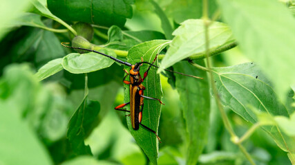  Xystrocera globosa resting in the leaf