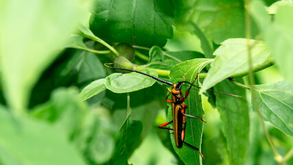  Xystrocera globosa resting in the leaf