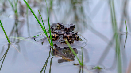 A pair of Fejervarya limnovaris, Asian grass frog mating in the pond