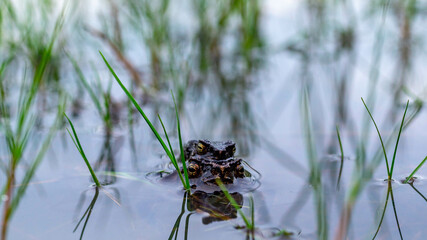 A pair of Fejervarya limnovaris, Asian grass frog mating in the pond