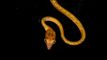 Brown Asian Vine snake found in Borneo forest. Brown Asian whip snake on dark background