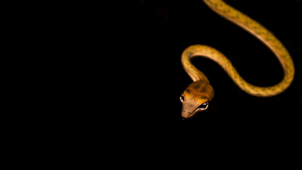 Brown Asian Vine snake found in Borneo forest. Brown Asian whip snake on dark background