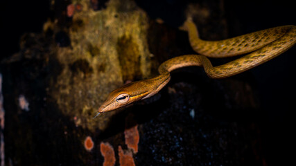 Brown Asian Vine snake found in Borneo forest. Brown Asian whip snake on dark background