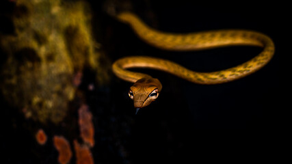 Brown Asian Vine snake found in Borneo forest. Brown Asian whip snake on dark background