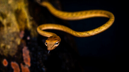 Brown Asian Vine snake found in Borneo forest. Brown Asian whip snake on dark background