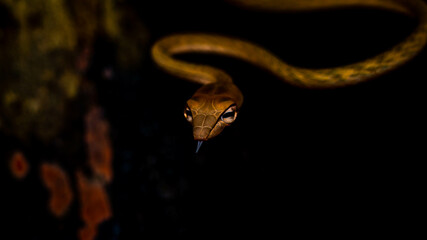 Brown Asian Vine snake found in Borneo forest. Brown Asian whip snake on dark background