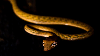 Brown Asian Vine snake found in Borneo forest. Brown Asian whip snake on dark background
