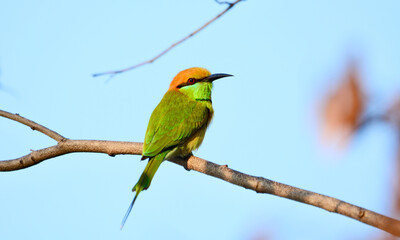 Merops orientalis on tree