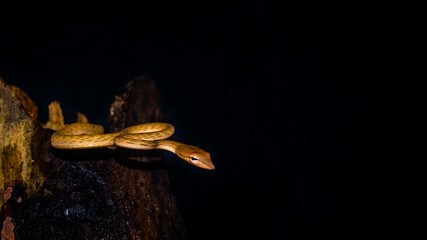 Brown Asian Vine snake found in Borneo forest. Brown Asian whip snake on dark background