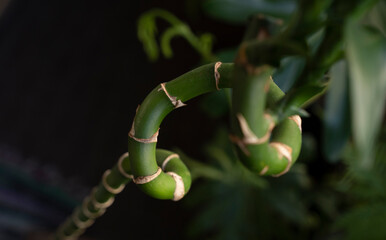 Lucky bamboo. Closeup view of the leaves and segmented curly green stem of a Dracaena sanderiana, also known as Water Bamboo.