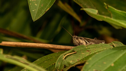 Borneo brown grasshopper  on the green grass