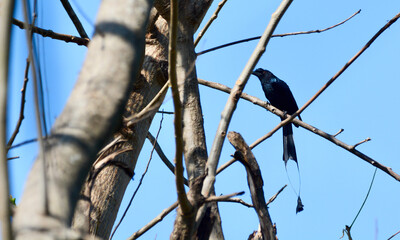 Greater Racket-tailed Drongo