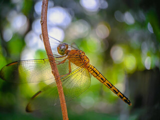 close up of dragonfly