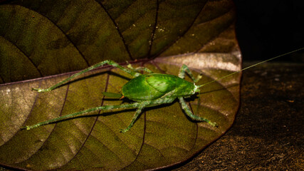 Closeup of Borneo bush cricket. Green grasshopper on brownish leaf