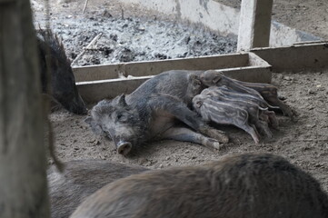 milk feeding wild boar 