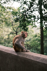 Obraz premium japanese macaque sitting on the stone