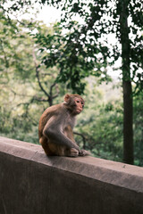 japanese macaque sitting on the stone