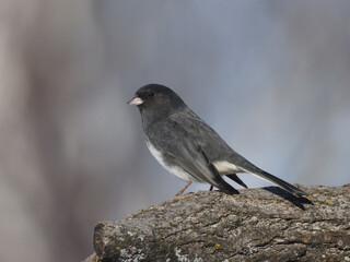 Juncos flying and hovering and fighting over food at bird feeder on bright sunny winter day
