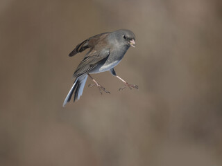 Juncos flying and hovering and fighting over food at bird feeder on bright sunny winter day
