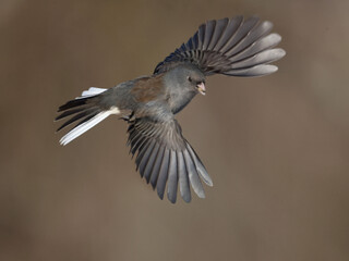 Juncos flying and hovering and fighting over food at bird feeder on bright sunny winter day
