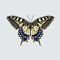 beautiful colorful butterfly vector