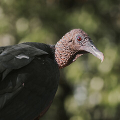 portrait of a vulture