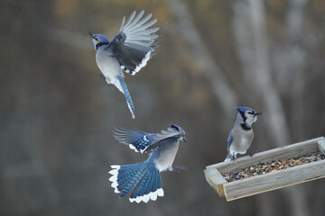 Blue Jays fighting with Red Bellied woodpeckers and each other over food on tray feeder on bright winter sunny day
