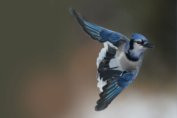 Blue Jays fighting with Red Bellied woodpeckers and each other over food on tray feeder on bright winter sunny day