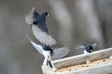 Juncos flying and hovering and fighting over food at bird feeder on bright sunny winter day
