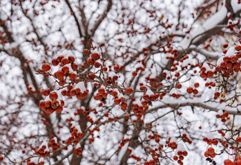 Wild apples on the tree covered by snow. Real natural winter background
