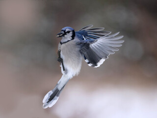 Blue Jays fighting with Red Bellied woodpeckers and each other over food on tray feeder on bright winter sunny day
