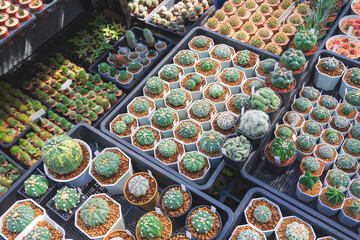 Group of many various Astrophytum cactus on shelves display for sale in outdoor plant market 