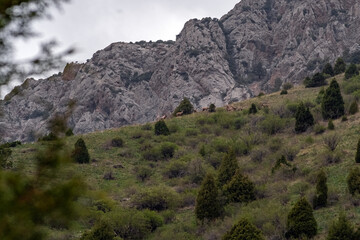 Wild Siberian Ibex in natural habitat. Moutain goats grazing on mountain slope.