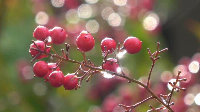 みぞれが降り注ぎ、光輝く南天の赤い実 4K