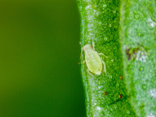 Detail of aphid on mint leaf. Photography made with a digital microscope.