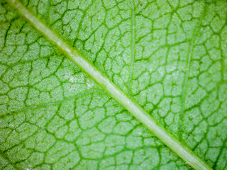 Green leaf detail with textures. Photography made with a digital microscope.