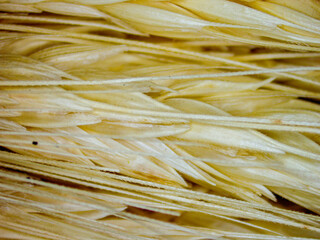 Wheat fiber detail. Photography made with a digital microscope.