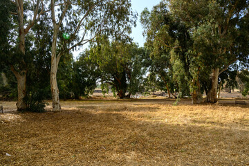 Very large eucalyptus trees in the park on a sunny day