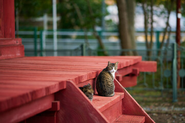 お寺の赤い階段の上に座っている野良猫