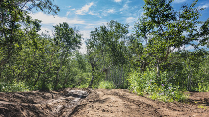 Fototapeta na wymiar Dirt road in the forest. There are deep ruts on the clay, traces of car tires are visible. There are wildflowers on the side of the road. Branches of green trees against a blue sky. Kamchatka