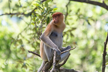 Fototapeta premium The proboscis monkey (Nasalis larvatus) or long-nosed monkey is a reddish-brown arboreal Old World monkey with an unusually large nose. It is endemic to the southeast Asian island of Borneo.