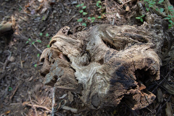 Naklejka premium Little pinecone on big dead tree in Japan
