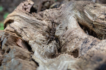 Little pinecone on  big dead tree in Japan