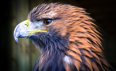 close up of a eagle