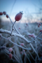 a red rosehip is covered with white ice crystals in winter